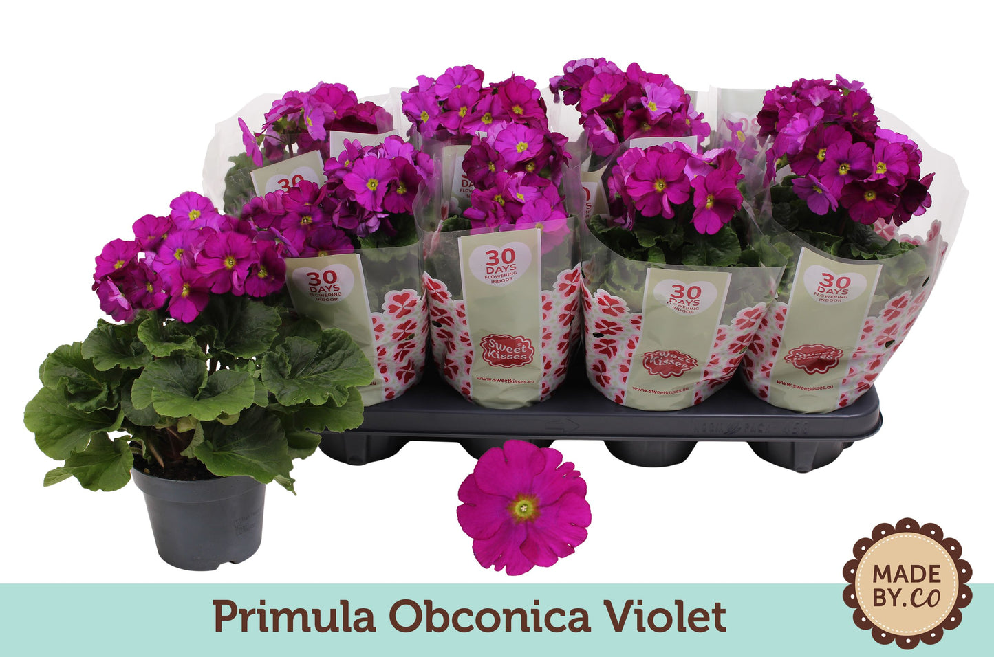 Primula Ob Violet