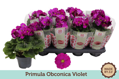 Primula Ob Violet