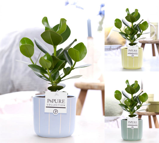 Clusia Rosea Princess Keramiek Fleur