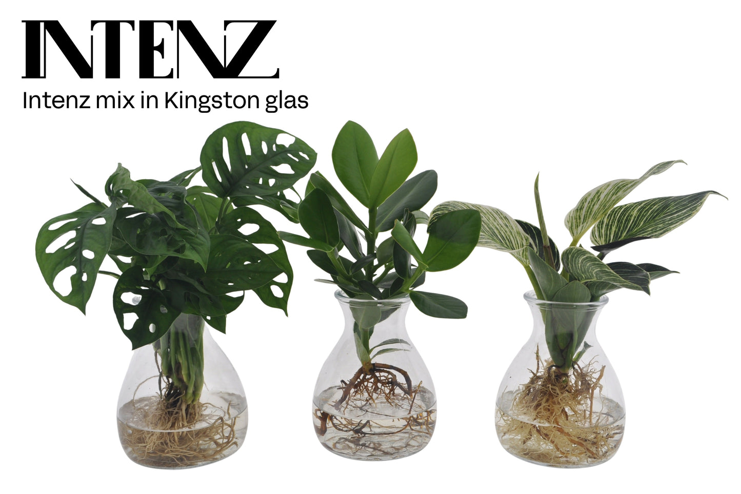 Opm Intenz Gemengd Glas Kingston