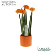 Sans Cyl Bouquetz Orange Keramiek Dots