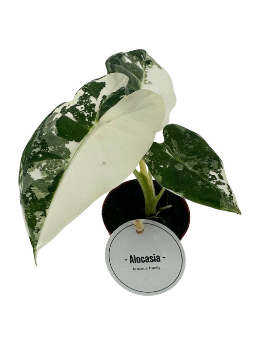 Alocasia Frydek Variegata