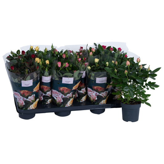 Rose Victory Gemengd