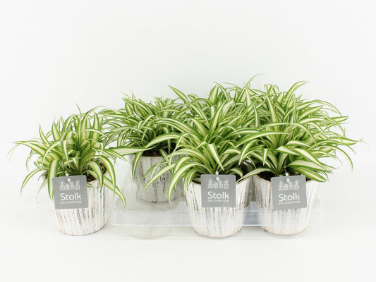 Chlor Com Variegatum Wood Wit