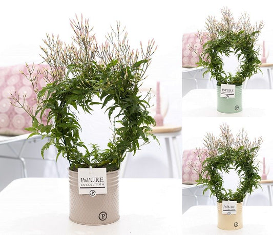 Jasm Polyanthum Boog Keramiek Louise