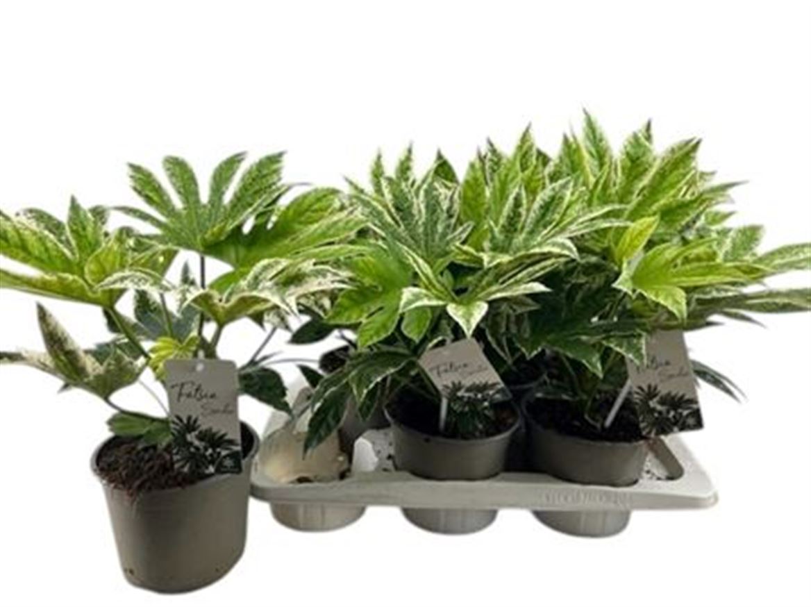 Fatsia Spider Web