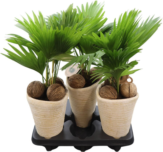 Livistona Rotundifolia Keramiek Wit