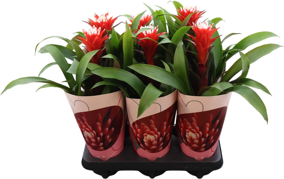 Guzm Hope Potcover Love