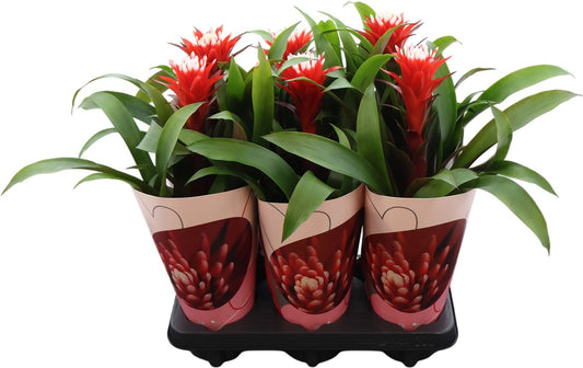 Guzm Hope Potcover Love