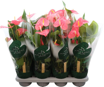 Anthurium An Colorado