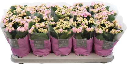 Kalanchoe Gev Roze Perfecta Pink