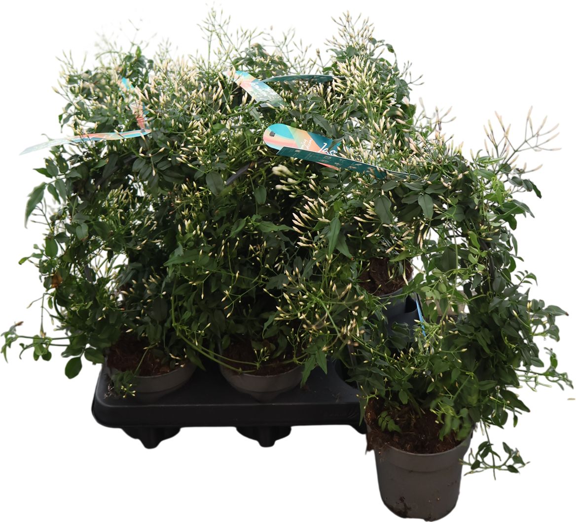 Jasm Poly Wit Boog 300+