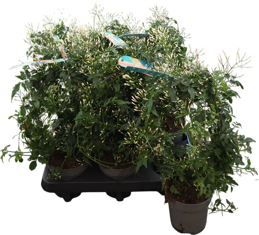 Jasm Poly Wit Boog 300+