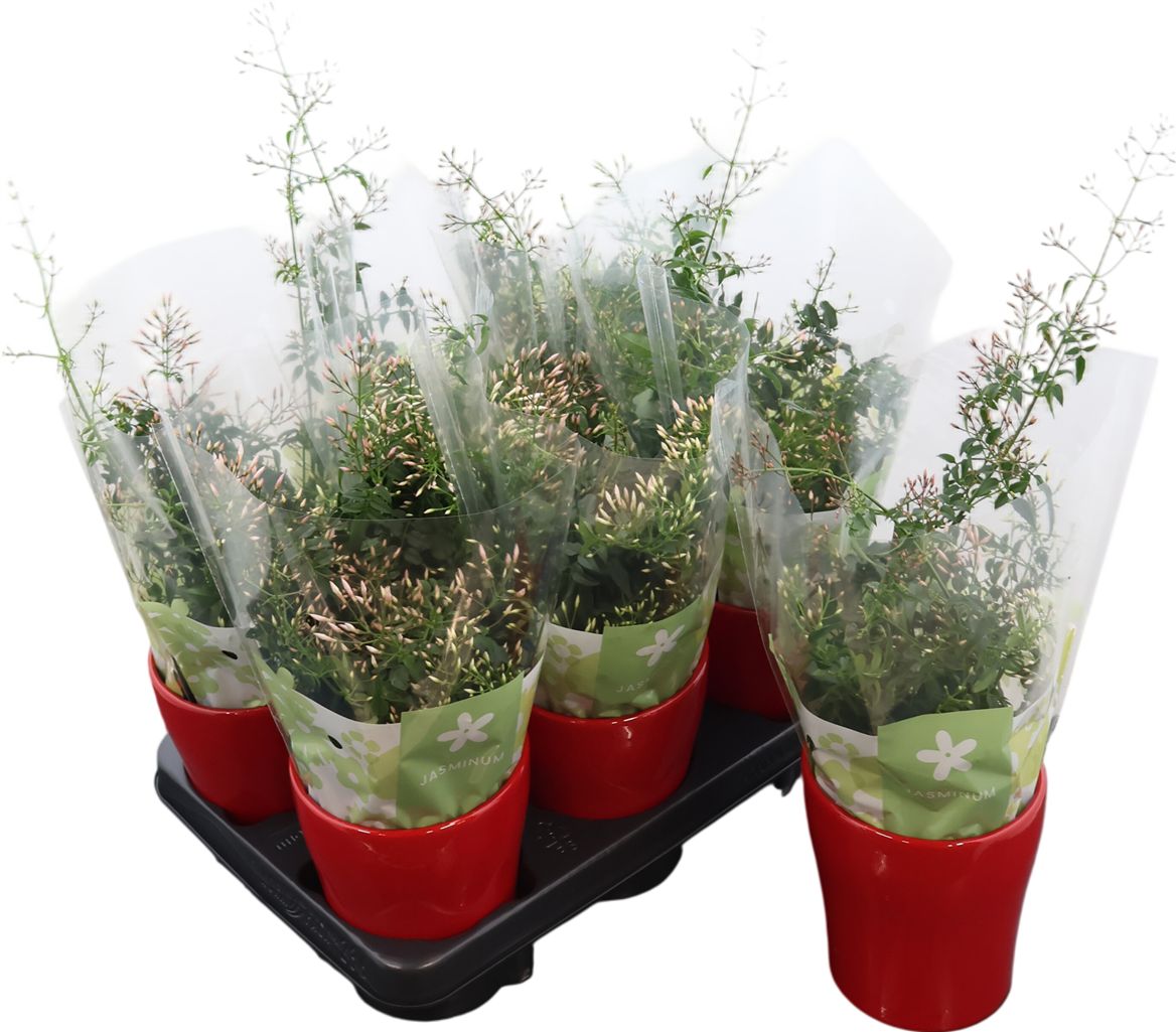 Jasm Poly Wit Struik 300 Knop Keramiek Rood