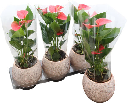 Anthurium An Pink Keramiek Bolpot