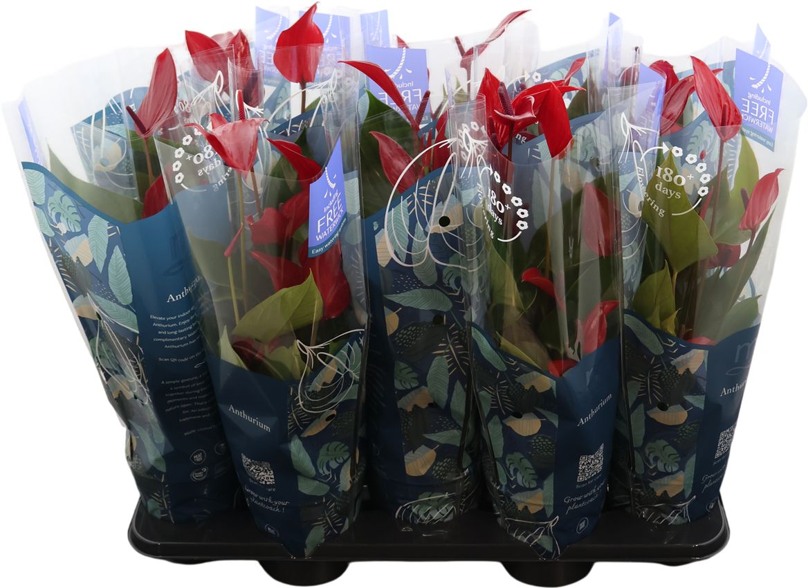 Anthurium An Lava Special