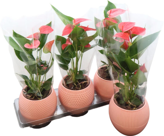 Anthurium An Pink Keramiek Bolpot