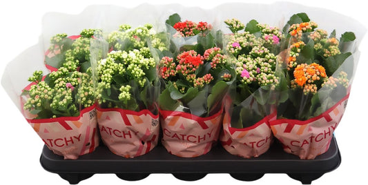 Kalanchoe Gev Gemengd Catchy Season