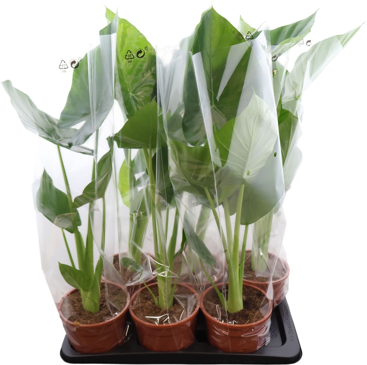 Alocasia Macrorrhizos