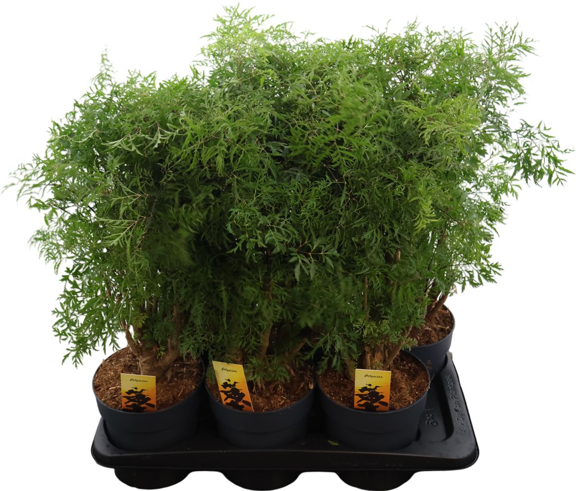 Polycias Fruticosa