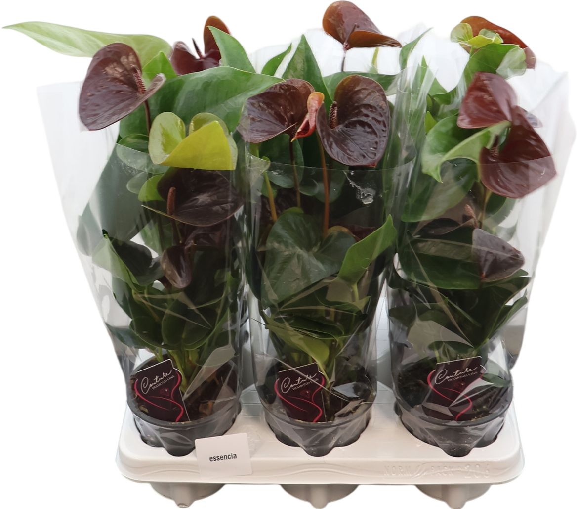 Anthurium (andreanum Grp) Essencia