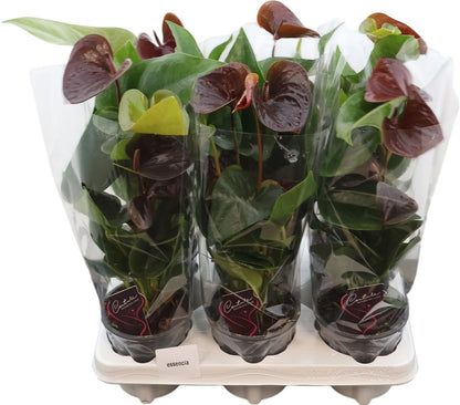 Anthurium (andreanum Grp) Essencia