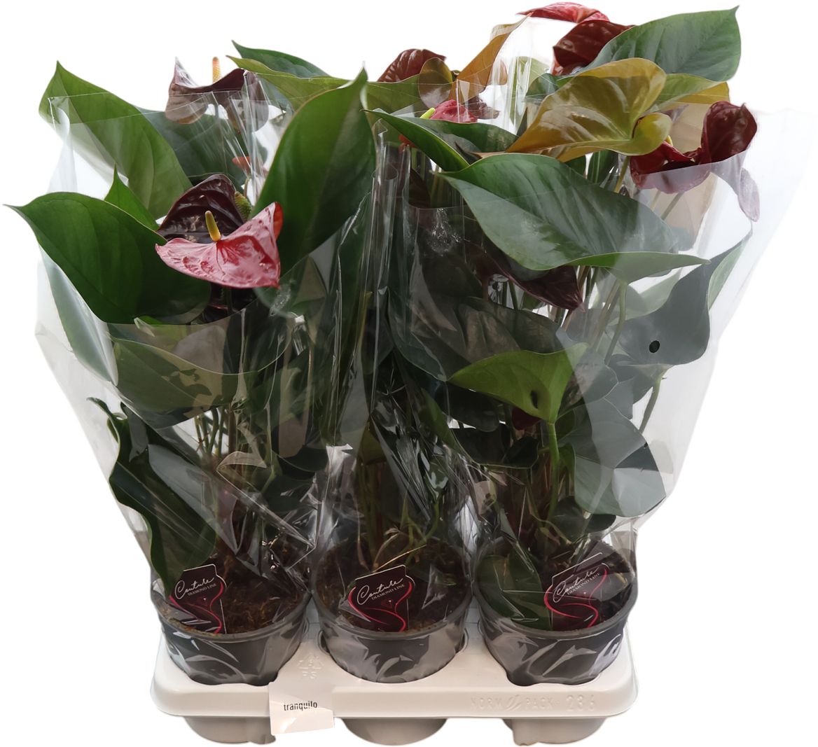 Anthurium An Tranquillo