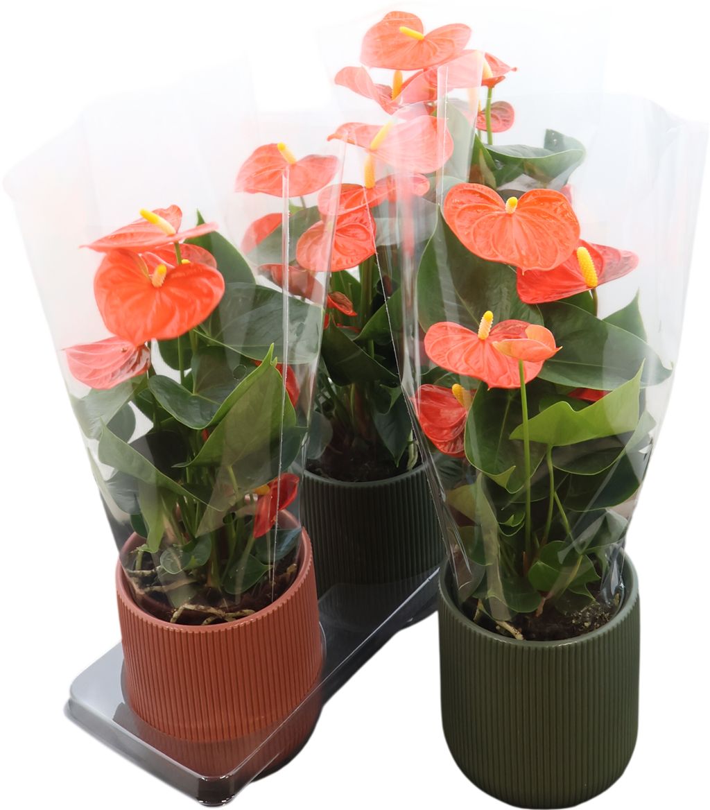 Anthurium An Gemengd Keramiek Atlanta