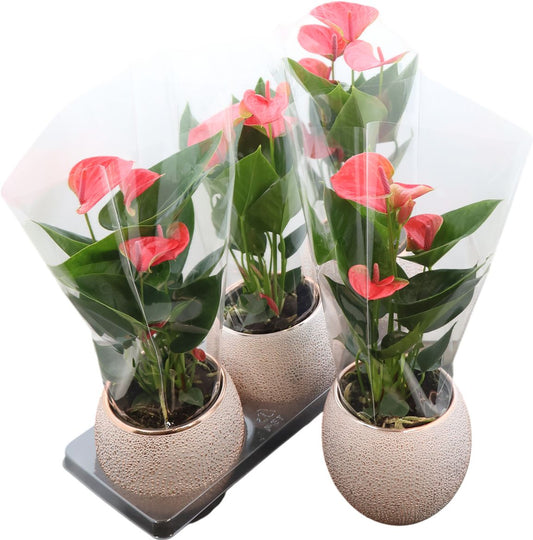Anthurium An Pink Keramiek Bubbly Rose Gold