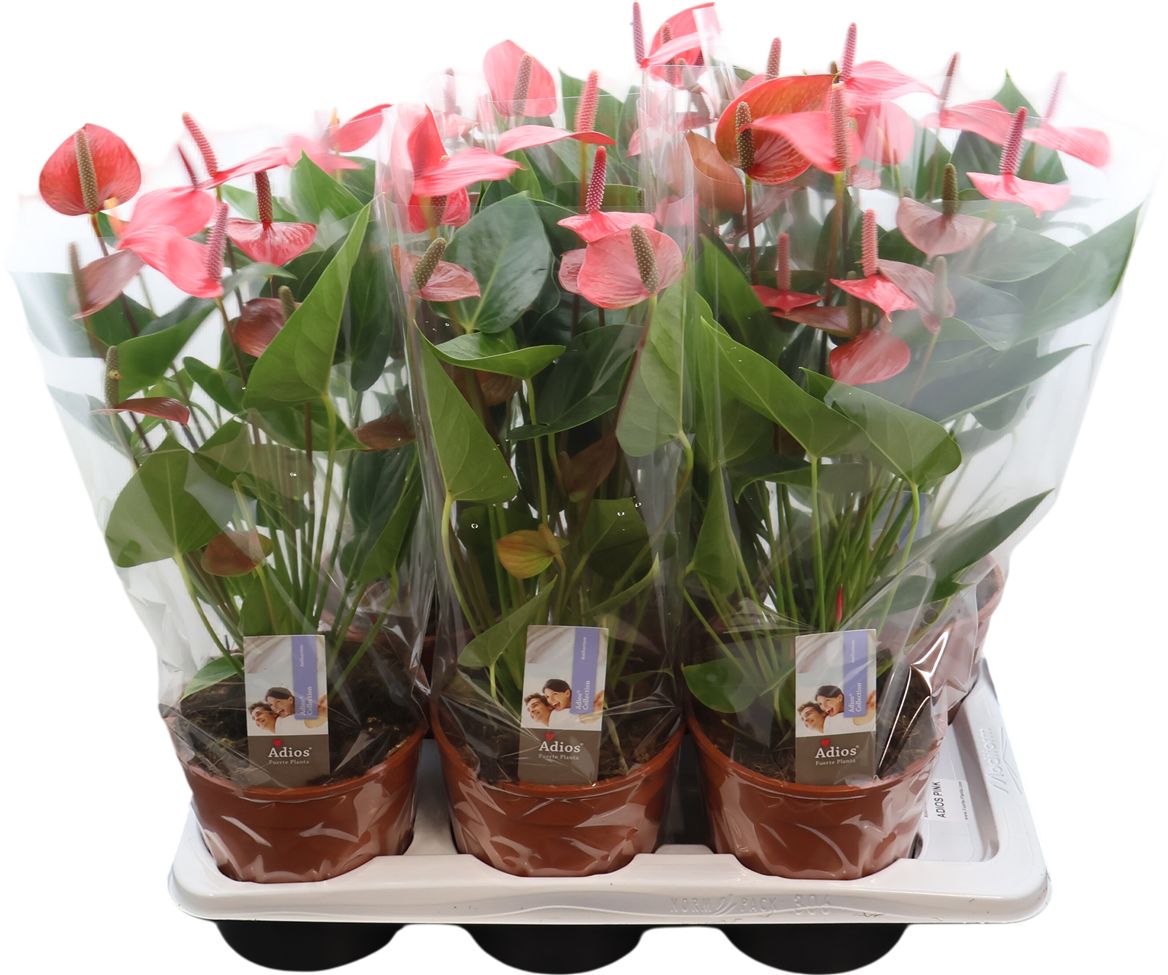 Anthurium An Adios Pink