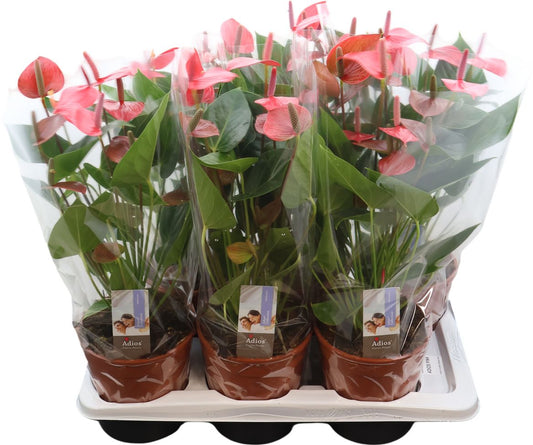 Anthurium An Adios Pink