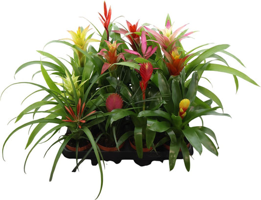 Brom Gemengd Eclusieve