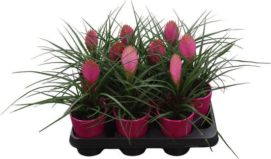 Till Cyanea Anita Keramiek Ribbel Roze