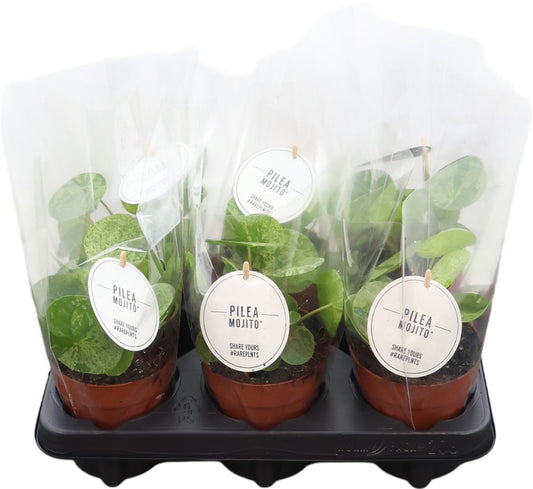 Pilea Mojito