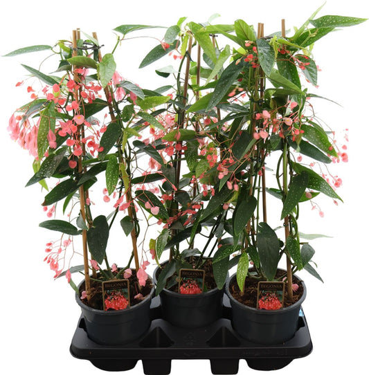 Begonia Corallina Roze