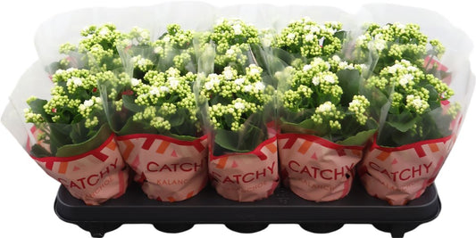 Kalanchoe Gev Wit Catchy Season