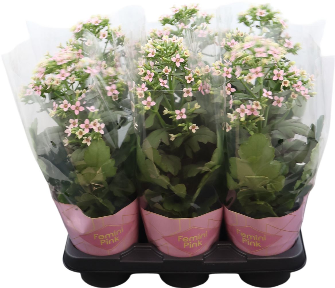 Kalanchoe Femini Pink Potcover