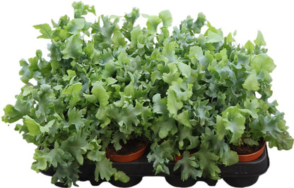 Phlebodium Davana