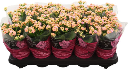 Kalanchoe Gev Roze Perfecta Pink