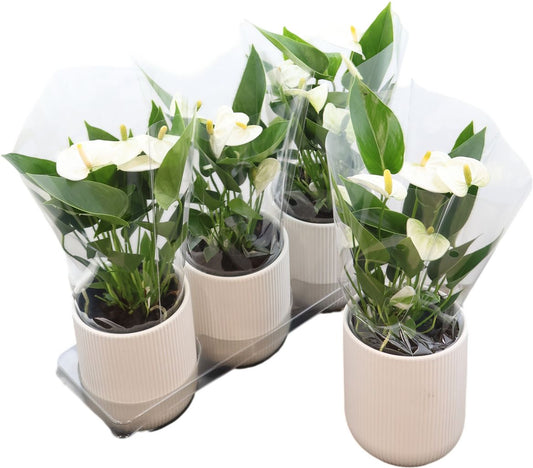 Anthurium An White Keramiek Atlanta