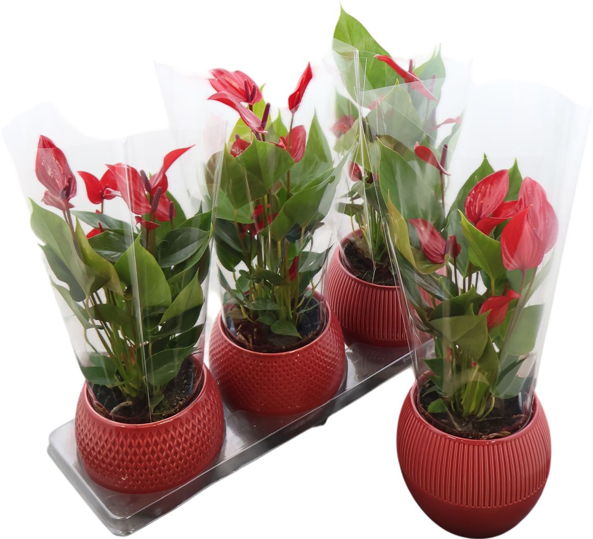 Anthurium An Banderola Lava Keramiek Bolivia