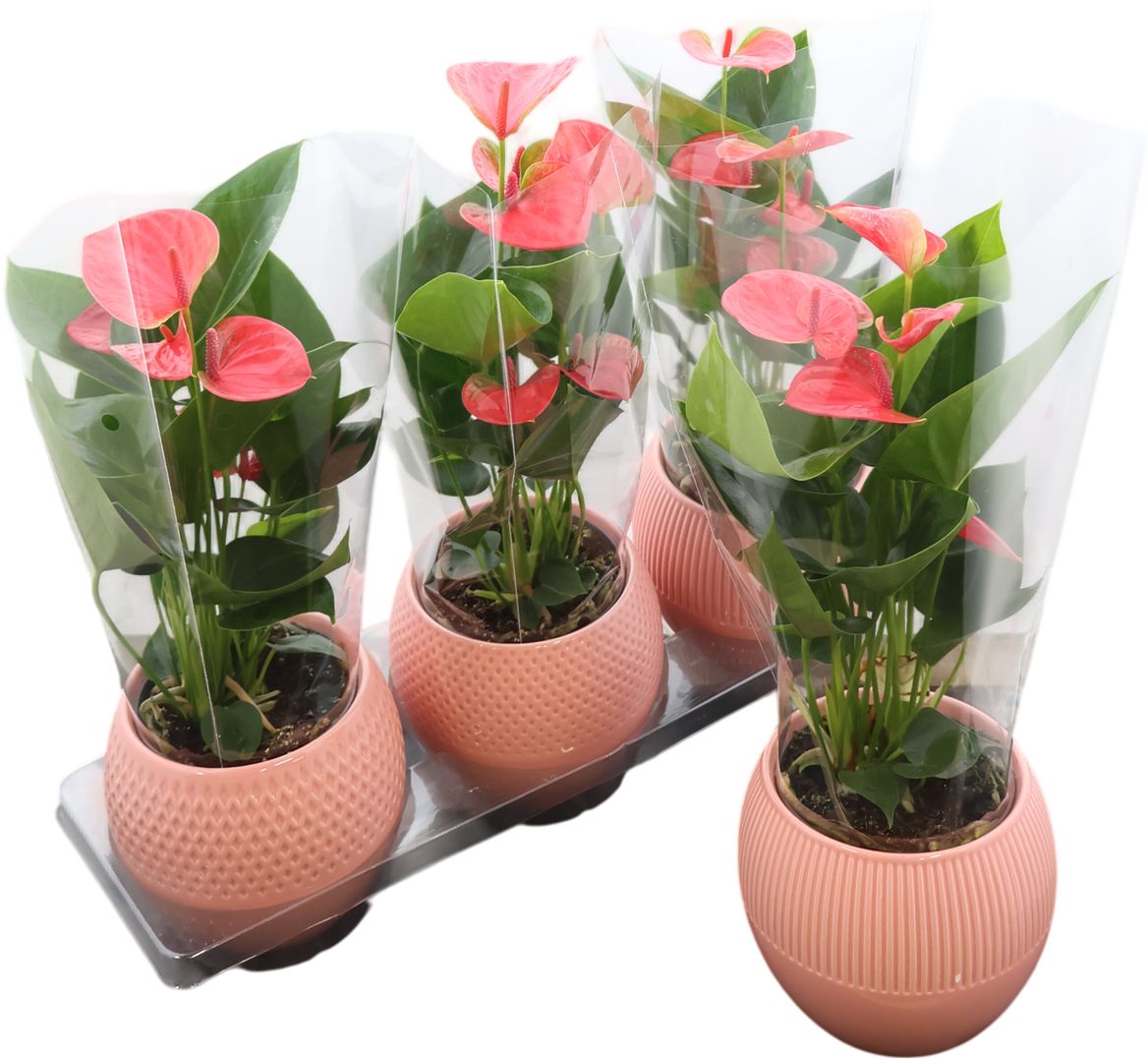 Anthurium An Pink Keramiek Bolivia