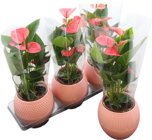 Anthurium An Pink Keramiek Bolivia