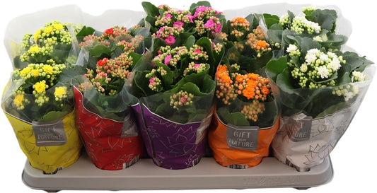Kalanchoe Gev Gemengd 5kl