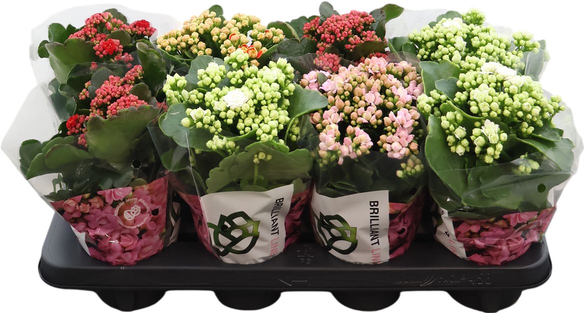 Kalanchoe Gev Gemengd Brilliant