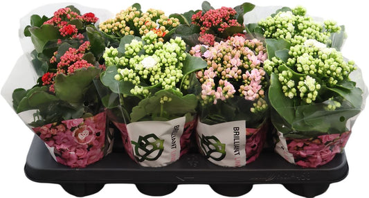 Kalanchoe Gev Gemengd Brilliant