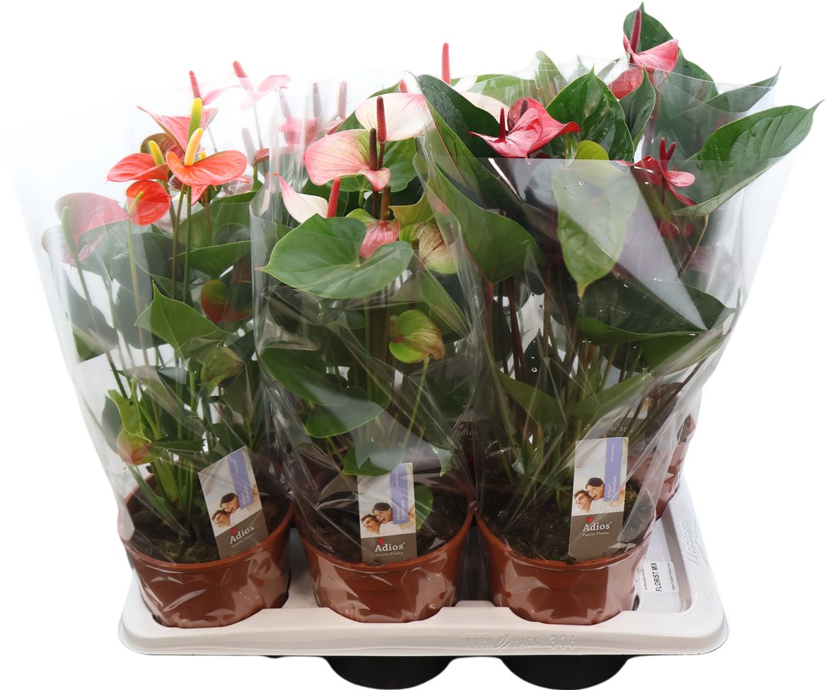 Anthurium An Gemengd 5kl