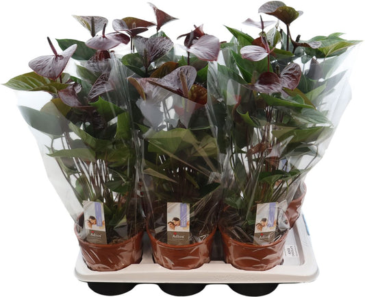 Anthurium An Adios Chocolate