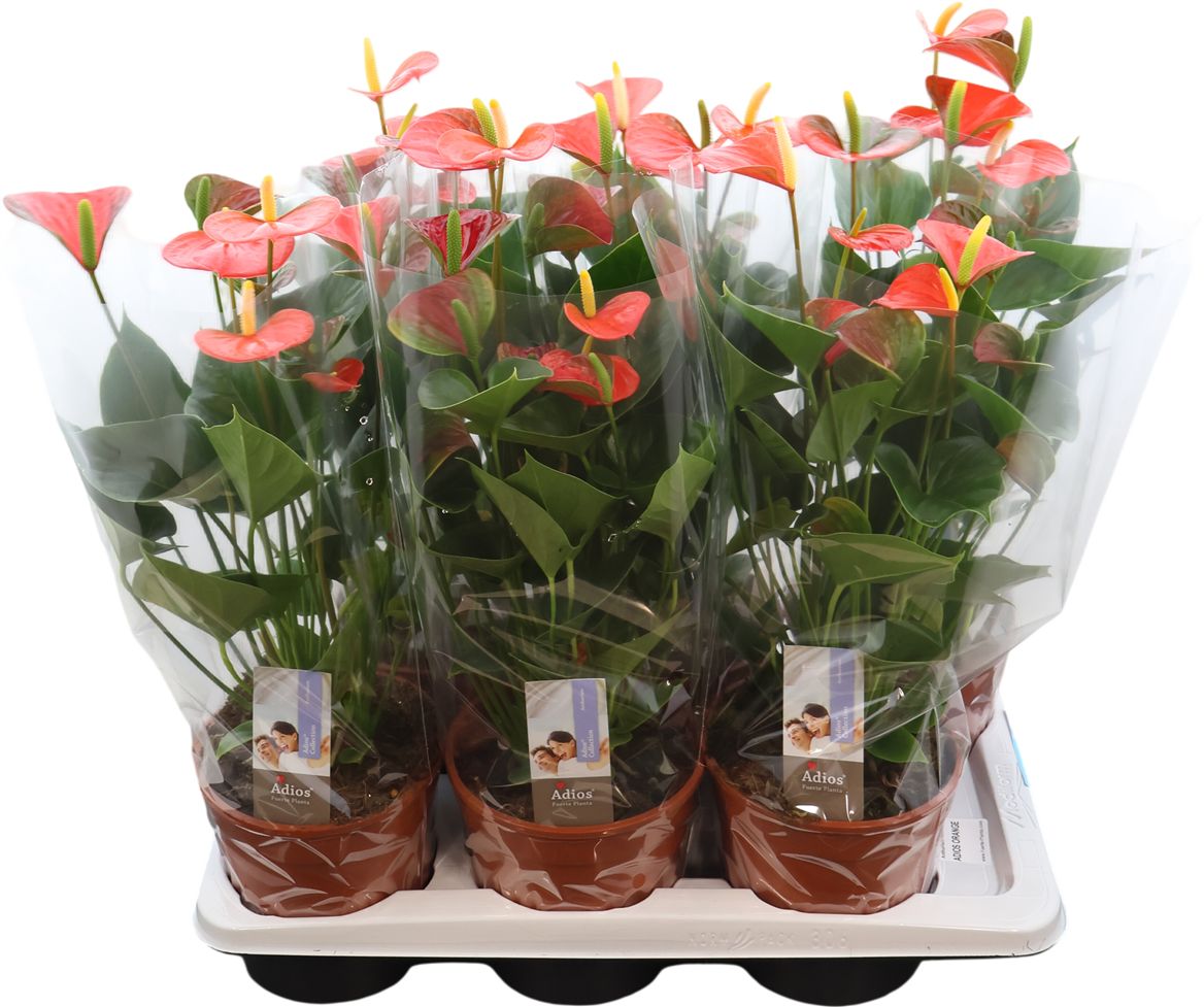 Anthurium An Adios Orange