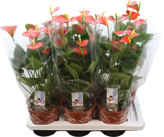 Anthurium An Adios Orange